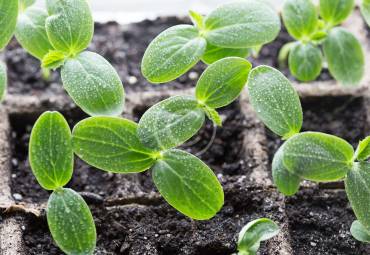 What Causes Weeds In Your Yard and Can They Go Away Permanently?