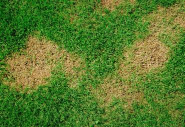 How Can I Stop Brown Spots On My Lawn?