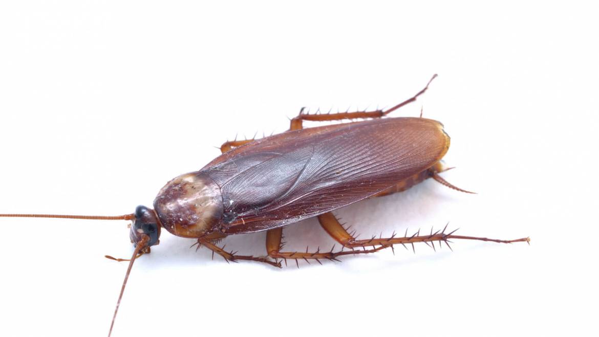 Asian Cockroach Removal in Orlando, FL