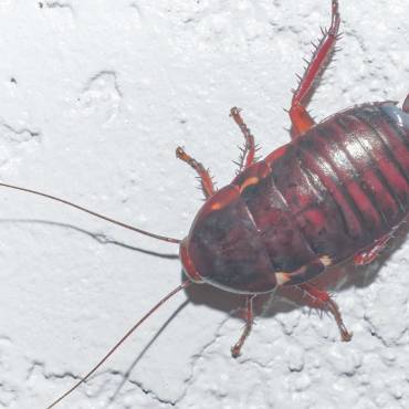 Florida Woods Roach Exterminator Services in Orlando